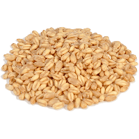 Wheat
