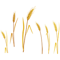 Wheat