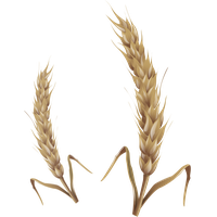 Wheat Transparent PNG Image