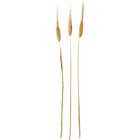 Wheat PNG