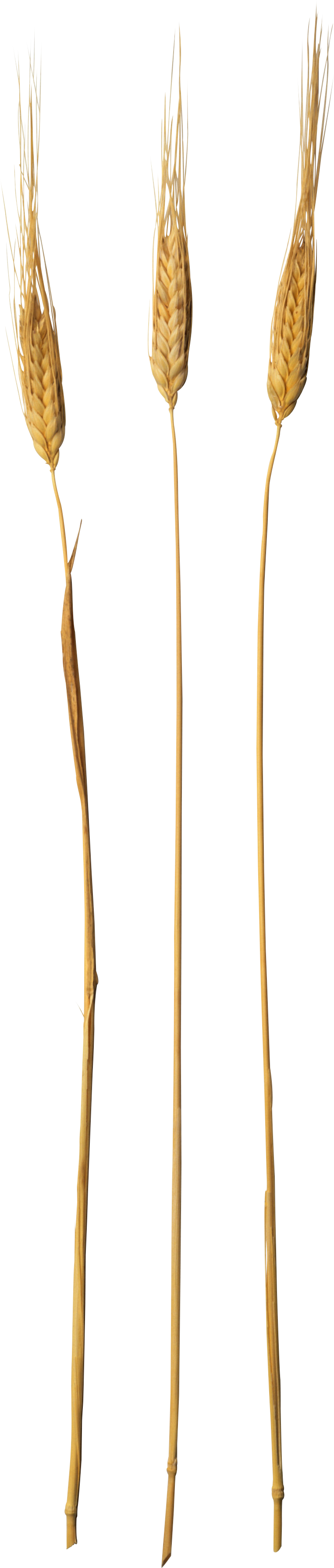 Wheat Transparent PNG Image