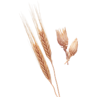 Wheat PNG