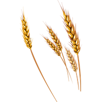 Wheat PNG