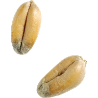 Wheat PNG