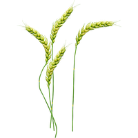 Wheat Transparent PNG Image