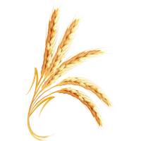 Wheat PNG