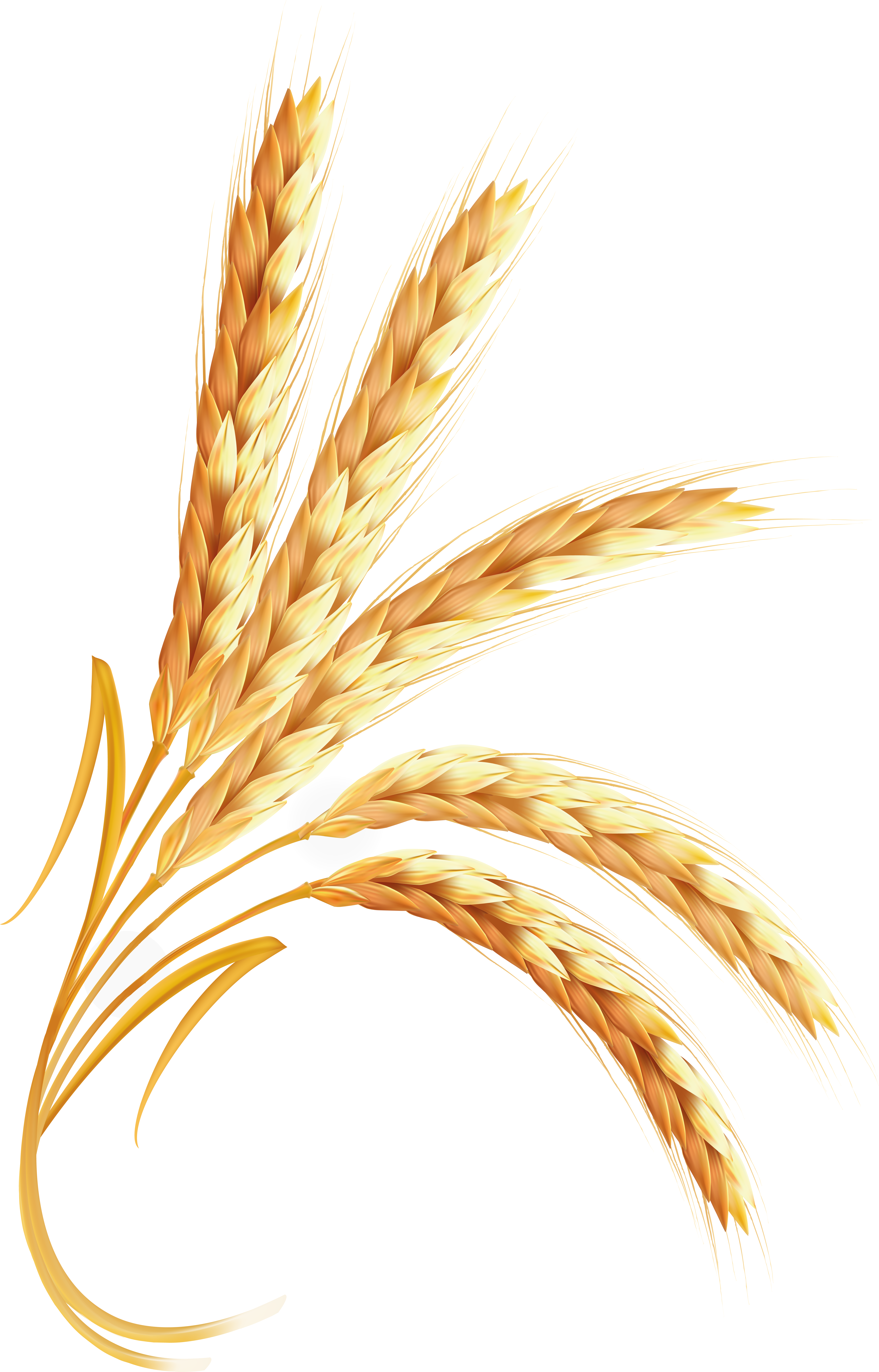 Wheat Transparent PNG Image