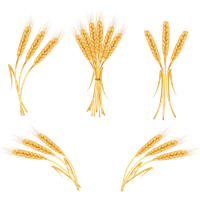 Wheat PNG
