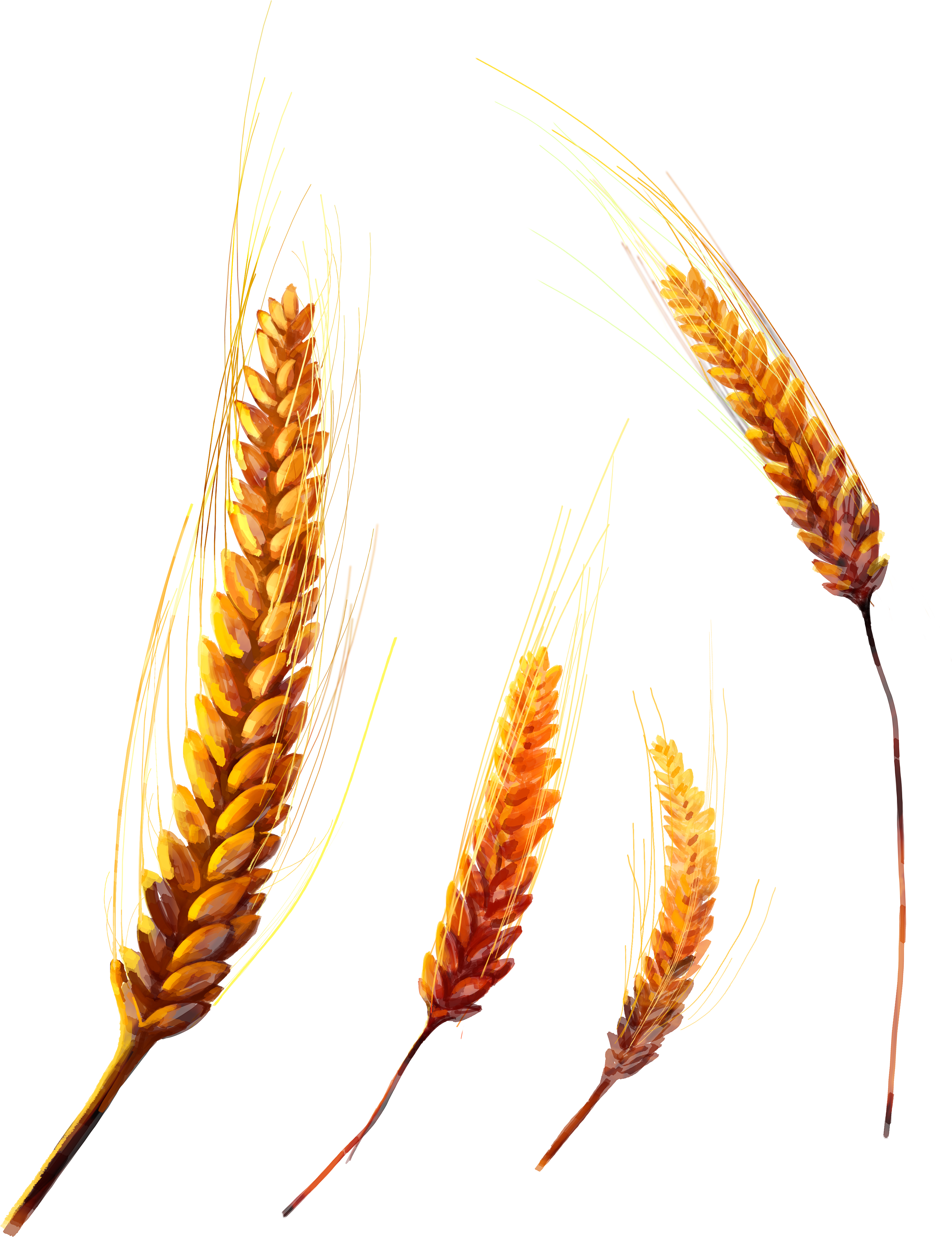 Wheat Transparent PNG Image