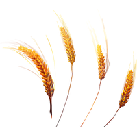 Wheat PNG