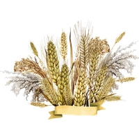 Wheat PNG