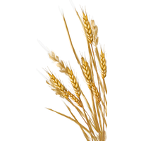 Wheat PNG