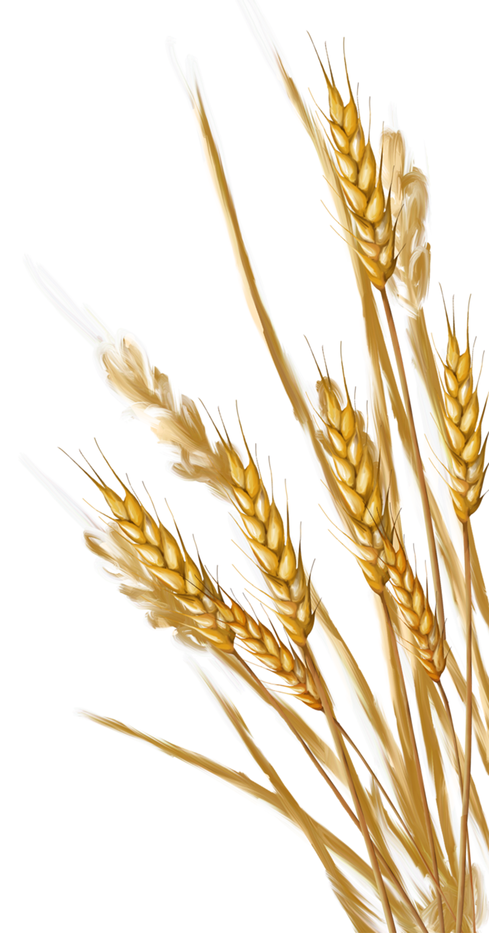 Wheat Transparent PNG Image