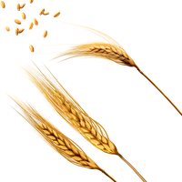 Wheat PNG