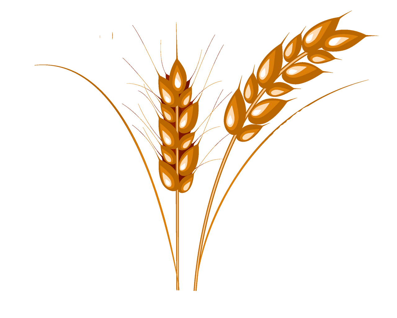 Wheat Transparent PNG Image