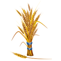 Wheat PNG