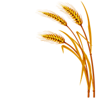 Wheat PNG