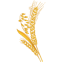 Wheat PNG