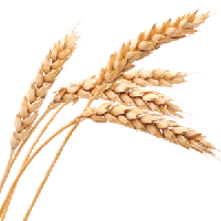 Wheat PNG