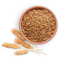 Wheat PNG