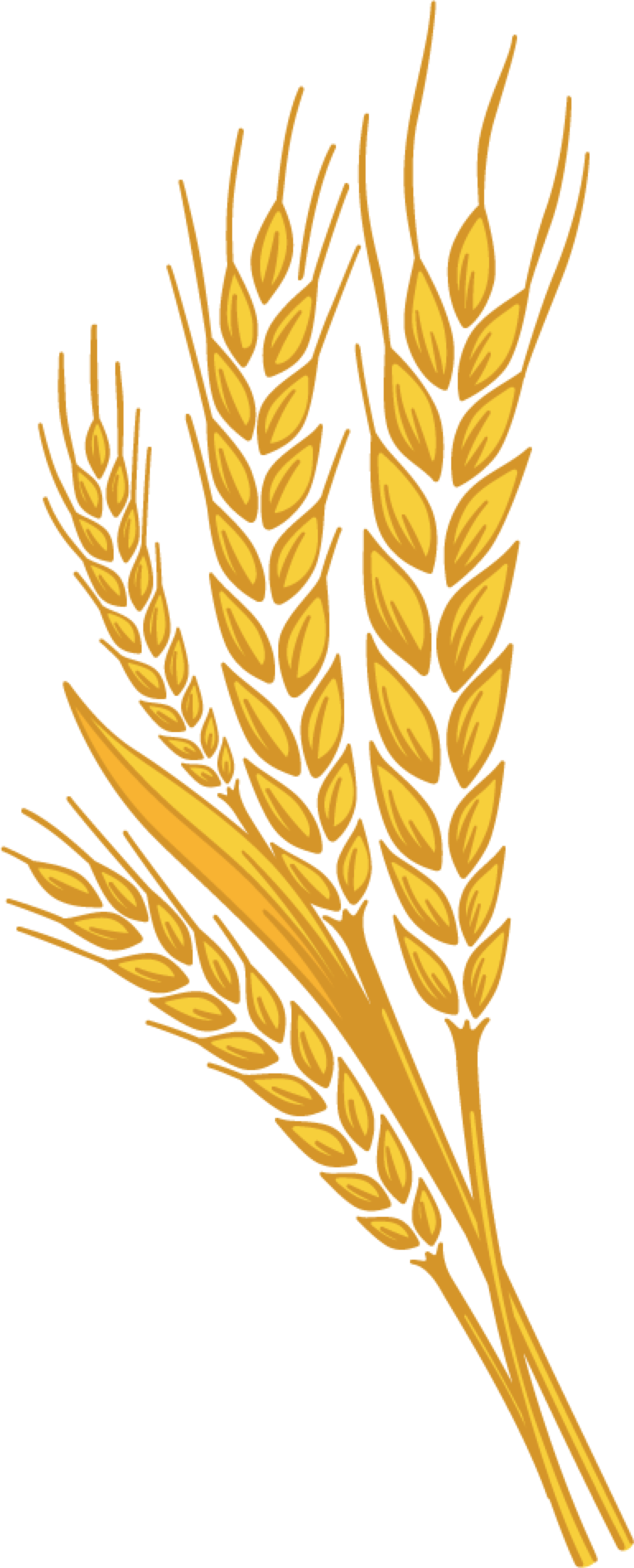 Wheat Transparent PNG Image