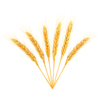 Wheat PNG
