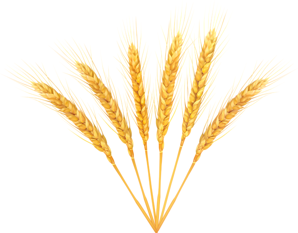 Wheat Transparent PNG Image