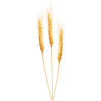 Wheat PNG