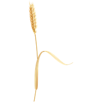 Wheat PNG
