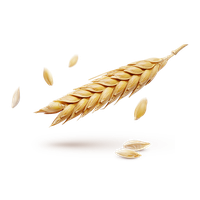 Wheat PNG