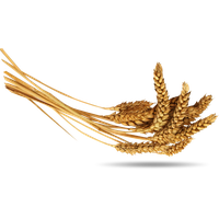 Wheat PNG