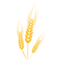 Wheat PNG
