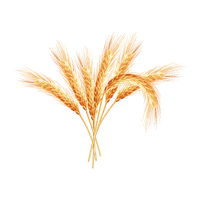 Wheat PNG