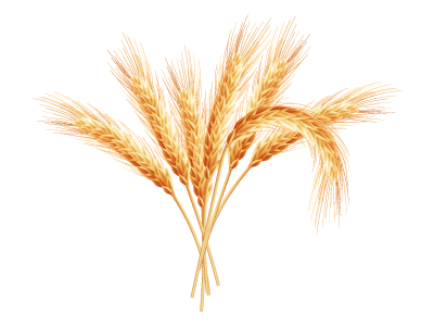 Wheat Transparent PNG Image
