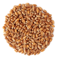 Wheat PNG