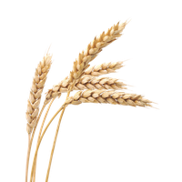 Wheat PNG