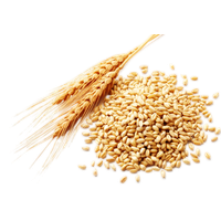 Wheat PNG