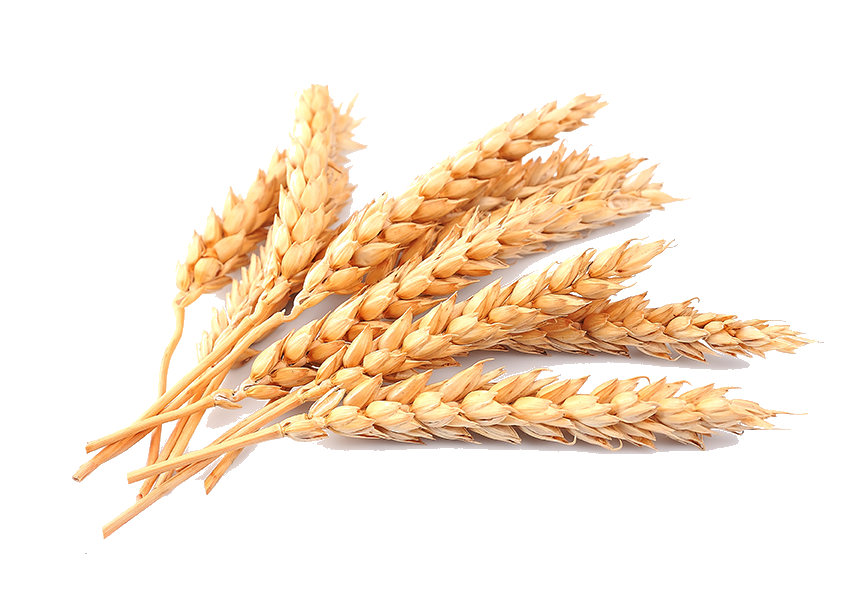Wheat Transparent PNG Image