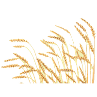 Wheat PNG