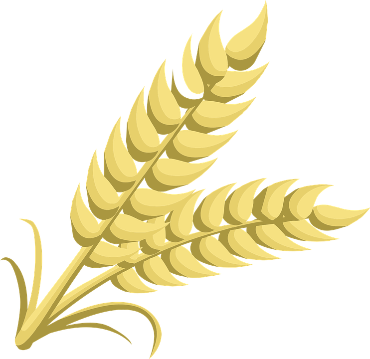 Wheat Transparent PNG Image