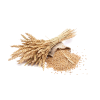 Wheat PNG