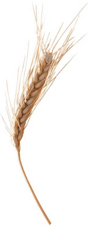 Wheat Transparent PNG Image