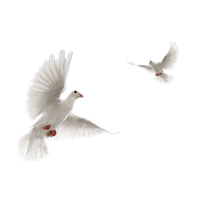 White doves Transparent PNG Image
