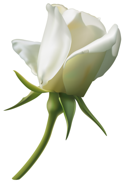 White Rose Bud PNG Image