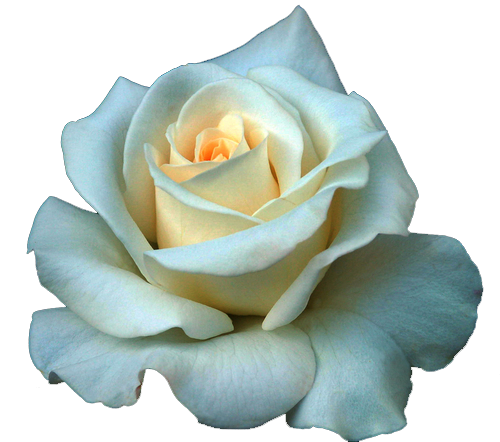 Download Full Grown White Rose HQ PNG Image | FreePNGImg