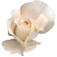 White Rose Picture Transparent HQ PNG Download | FreePNGImg