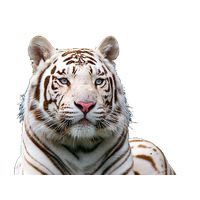 White Tiger Free Download Png PNG Image