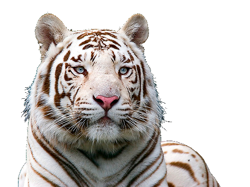 White Tiger Free Download Png PNG Image
