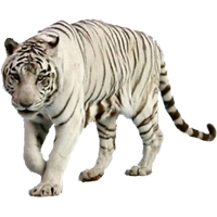 White Tiger Free Png Image PNG Image