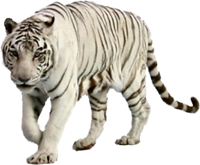 White Tiger Free Png Image PNG Image